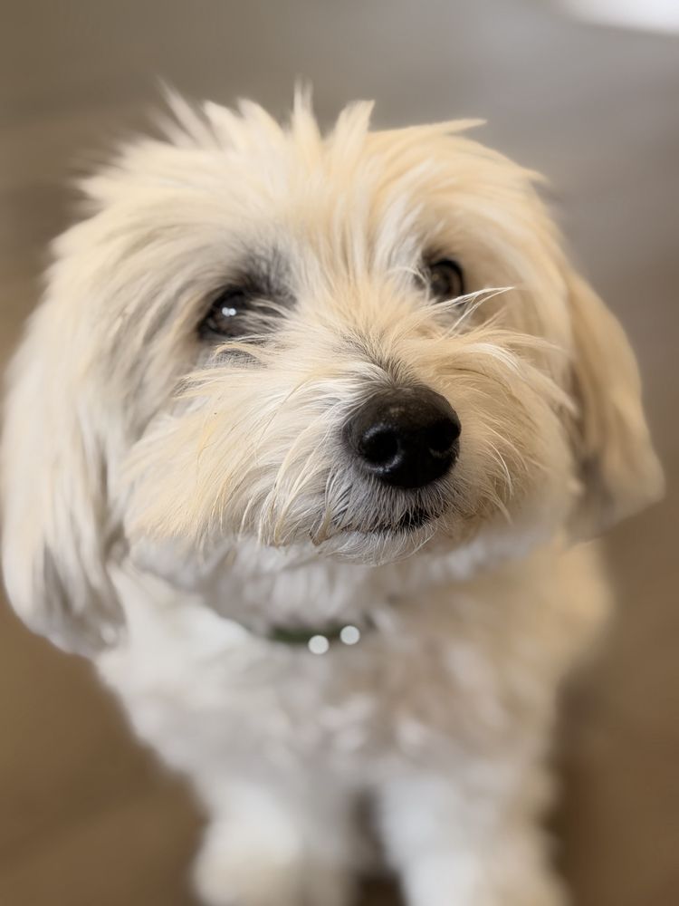 PuglianoPaws - pet boarding facility in Henderson, NV