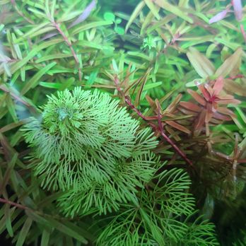 Aquascaping Supply - Aquarium Services Near Me - Orlando, Florida
