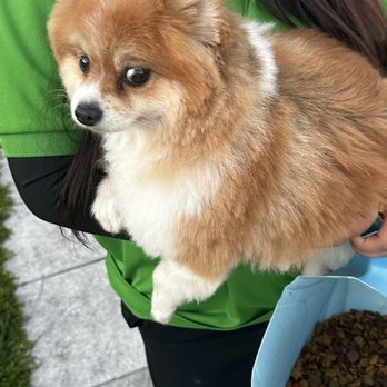 Dog Crafters - after - Pet Groomers Near Me - St. Petersburg, Florida