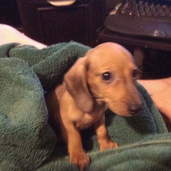 Angel Oaks Pet Crematory - Shortly after i brought Atom home for the first time. - Pet Cremation Services Near Me - Spring, Texas