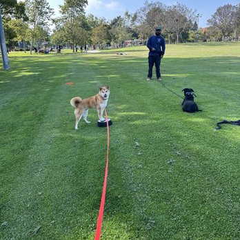 Rosewood K-9 - Barry and a board and train puppy, sadie practicing drills together on a long line - Pet Training Near Me Rosewood K-9 - Barry and a board and train puppy, sadie practicing drills together on a long line - Pet Training Near Me