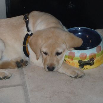 Accurate Automotive - Shop dog, Oliver. He will be missed, put in a great career at Accurate Auto! - Auto Repair Near Me - Iowa City, Iowa Accurate Automotive - Shop dog, Oliver. He will be missed, put in a great career at Accurate Auto! - Auto Repair Near Me - Iowa City, Iowa