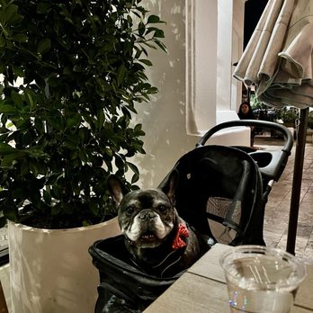 Neighborly - Our pup enjoying the patio vibes. - Mediterranean Near Me - Thousand Oaks, California Neighborly - Our pup enjoying the patio vibes. - Mediterranean Near Me - Thousand Oaks, California