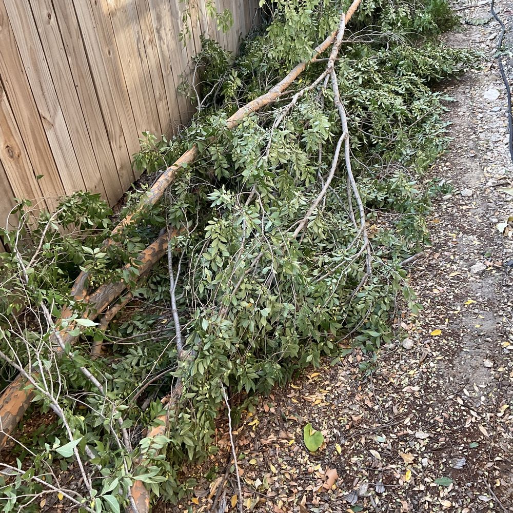 Sierra's Tree Service - The neighbor cut branches off of MY tree and left them in my yard. - Tree Services Near Me Sierra's Tree Service - The neighbor cut branches off of MY tree and left them in my yard. - Tree Services Near Me