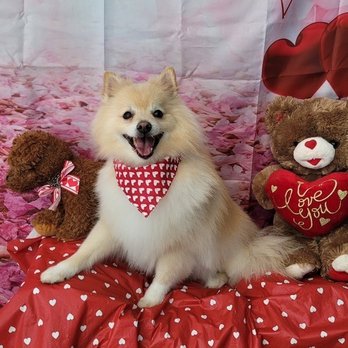All Dogs Grooming Honolulu - Pet Groomers Near Me - Honolulu, Hawaii