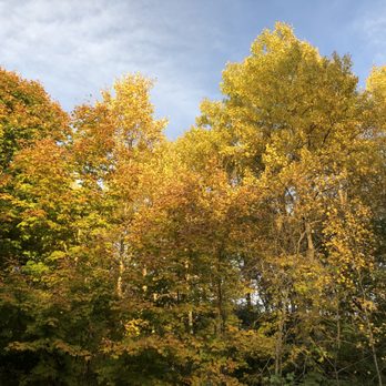 Great River Bluffs State Park - Yellow aspens - Parks Near Me - Winona, Minnesota