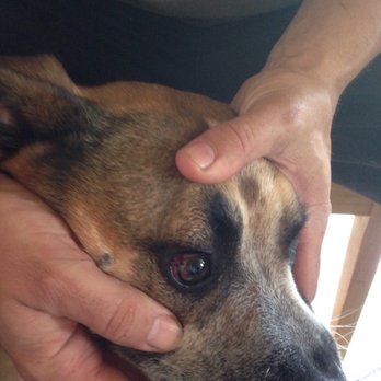 K9 Command - Pet Training Near Me