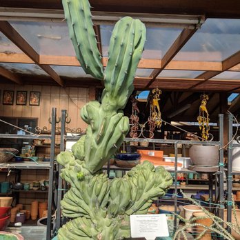 California Cactus Center - Badass cactus - Nurseries & Gardening Near Me - Pasadena, California