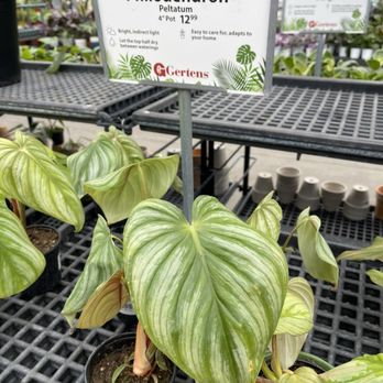 Gertens - Philodendron - Nurseries & Gardening Near Me - Inver Grove Heights, Minnesota