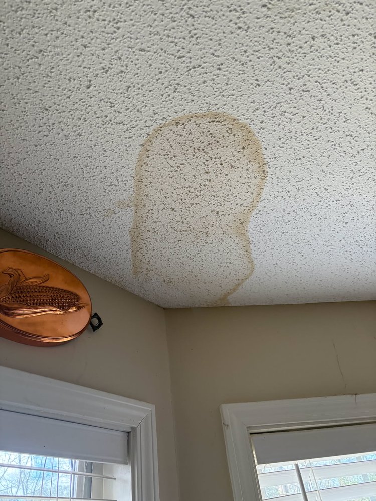 Slide of House Finch