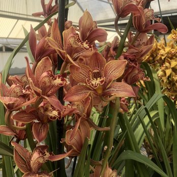 The Flower Fields - Orchid Garden - Venues & Event Spaces Near Me - Carlsbad, California The Flower Fields - Orchid Garden - Venues & Event Spaces Near Me - Carlsbad, California