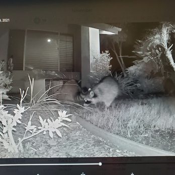 Wildlife Removal Services - Pest Control Near Me - San Diego, California Wildlife Removal Services - Pest Control Near Me - San Diego, California