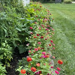 Schmidt's Roadside - End of the first week in June, mid-month at the latest. Bloomin' and BOOMIN'!
