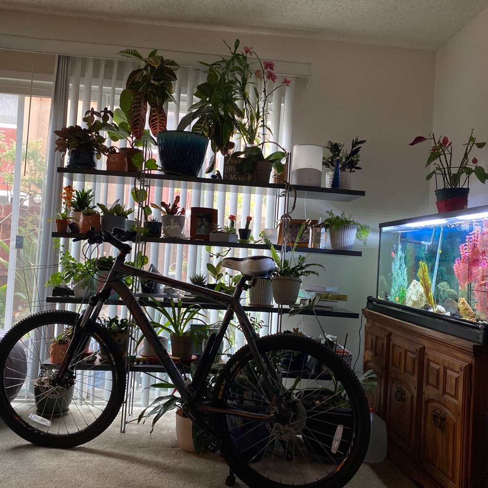 Bike and plants