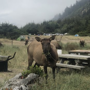 Gold Bluffs Beach & Campground - Campgrounds Near Me - Orick, California