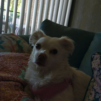 Springhill Apartments - Jeni here at Springhill apartments. She likes to lay on the couch and look out the window. It's such a spacious, bright apartment. - Apartments Near Me - Tucson, Arizona