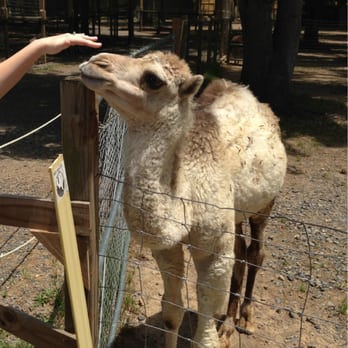 Gators & Friends - Baby camel!! Very friendly - Amusement Parks Near Me - Greenwood, Louisiana Gators & Friends - Baby camel!! Very friendly - Amusement Parks Near Me - Greenwood, Louisiana
