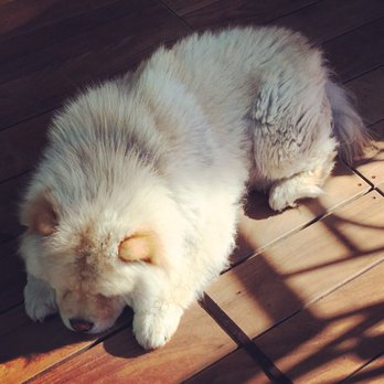 Ba Bar - Dog friendly! - Vietnamese Near Me - Seattle, Washington