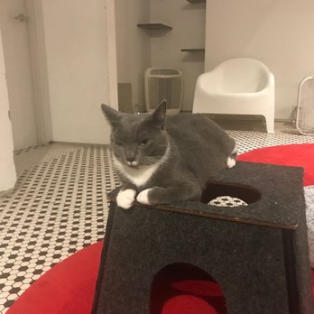 Koneko - Marina again. She had just woken up from a catnap. - Breakfast & Brunch Near Me - New York, New York