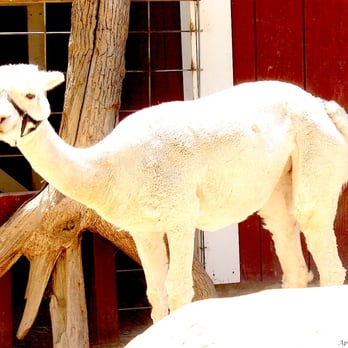 Central Coast Zoo - Alpaca. - Zoos Near Me - Atascadero, California Central Coast Zoo - Alpaca. - Zoos Near Me - Atascadero, California