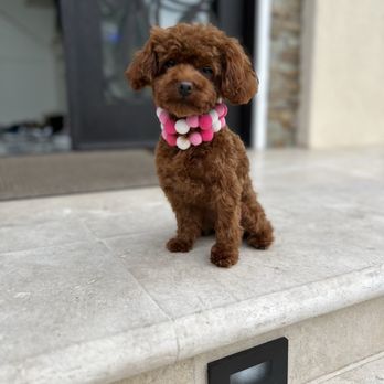 MFD Grooming & Wellness - Pet Groomers Near Me MFD Grooming & Wellness - Pet Groomers Near Me