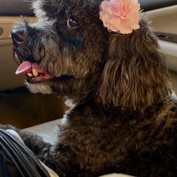 Joshua 24:15 Grooms - Azucar - Pet Groomers Near Me - Tucson, Arizona Joshua 24:15 Grooms - Azucar - Pet Groomers Near Me - Tucson, Arizona