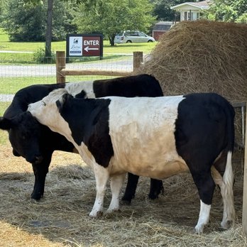 Belties - Belties cows - Coffee Roasteries Near Me - Nellysford, Virginia Belties - Belties cows - Coffee Roasteries Near Me - Nellysford, Virginia