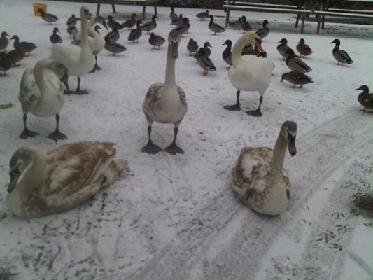 The Globe Inn by null