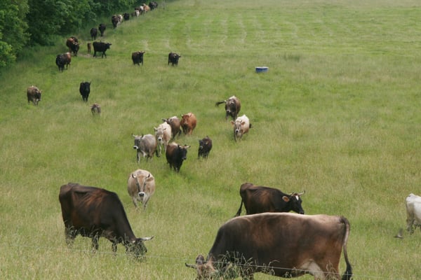 Hawthorne Valley Farm by null