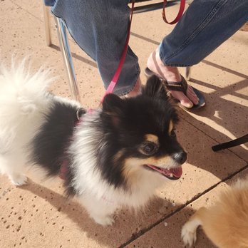 Miley's Café - Riley wishing he could have some of that yummy breakfast! - Diners Near Me - Sedona, Arizona