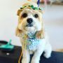 Photo of Dashing Dog - Lakeview