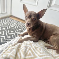 East Hills Veterinary Hospital