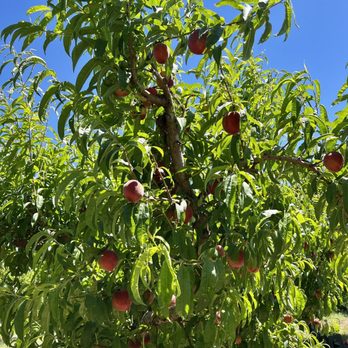 Peter Wolfe Farm - Peach trees - Farmers Market Near Me - Brentwood, California Peter Wolfe Farm - Peach trees - Farmers Market Near Me - Brentwood, California