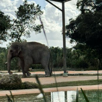 Zoo Miami - Elephants!! - Zoos Near Me - Miami, Florida Zoo Miami - Elephants!! - Zoos Near Me - Miami, Florida