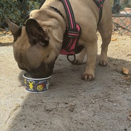 Happy girl with her pup cup Happy girl with her pup cup