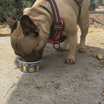 Dutch Bros Coffee - Happy girl with her pup cup - Juice Bars & Smoothies Near Me - Las Vegas, Nevada Dutch Bros Coffee - Happy girl with her pup cup - Juice Bars & Smoothies Near Me - Las Vegas, Nevada