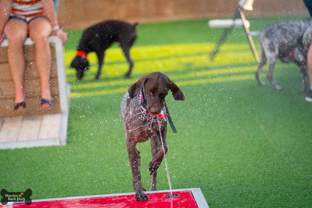 houston bark park maxie