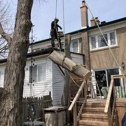 Black Bear Tree Care