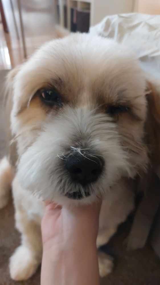 BOW WOW DOG GROOMING Updated October 2024 39 Photos & 16 Reviews