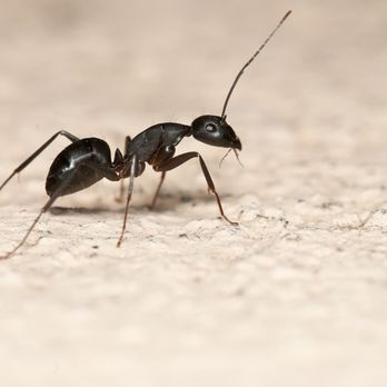 Accutech Pest Control - Pest Control Near Me Accutech Pest Control - Pest Control Near Me