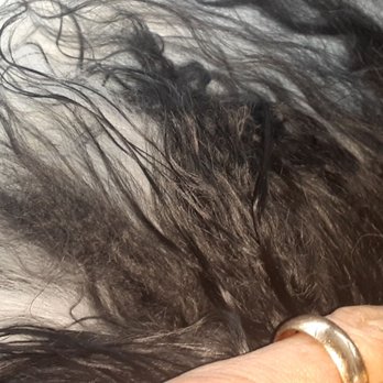 PetSmart - This is unacceptable . 32$. Not brushed. - Pet Training Near Me - Savannah, Georgia