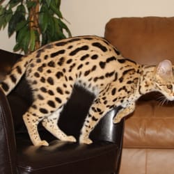 Select Exotics - F1 Savannah Cat