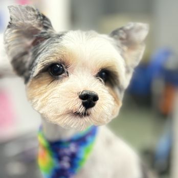 Posh Pup - Pet Groomers Near Me - Pensacola, Florida Posh Pup - Pet Groomers Near Me - Pensacola, Florida