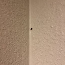 Roaches Roaches
