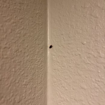 Quality Inn - Roaches - Hotels Near Me - Rochester, Indiana Quality Inn - Roaches - Hotels Near Me - Rochester, Indiana