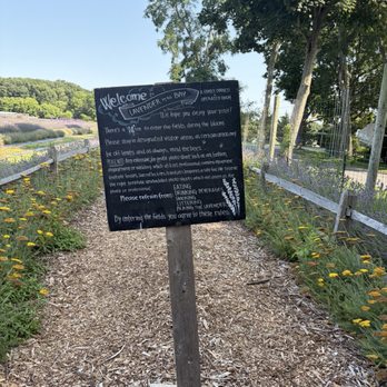 Lavender by the Bay - Entrance $14/pp + tax - Pick Your Own Farms Near Me - East Marion, New York Lavender by the Bay - Entrance $14/pp + tax - Pick Your Own Farms Near Me - East Marion, New York