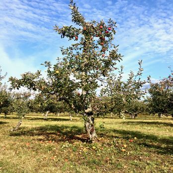 Twin Star Orchards - Pizza Near Me - New Paltz, New York