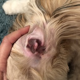 Her ear is knicked during the grooming
