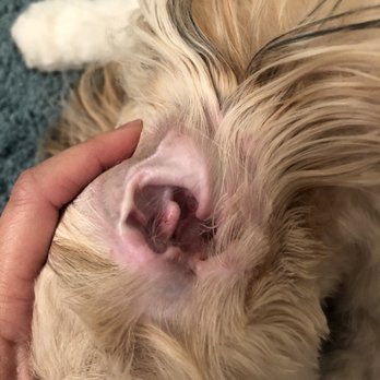 All 4's Grooming - Her ear is knicked during the grooming - Pet Groomers Near Me - San Jose, California