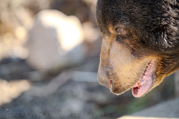 Alaska Zoo by null